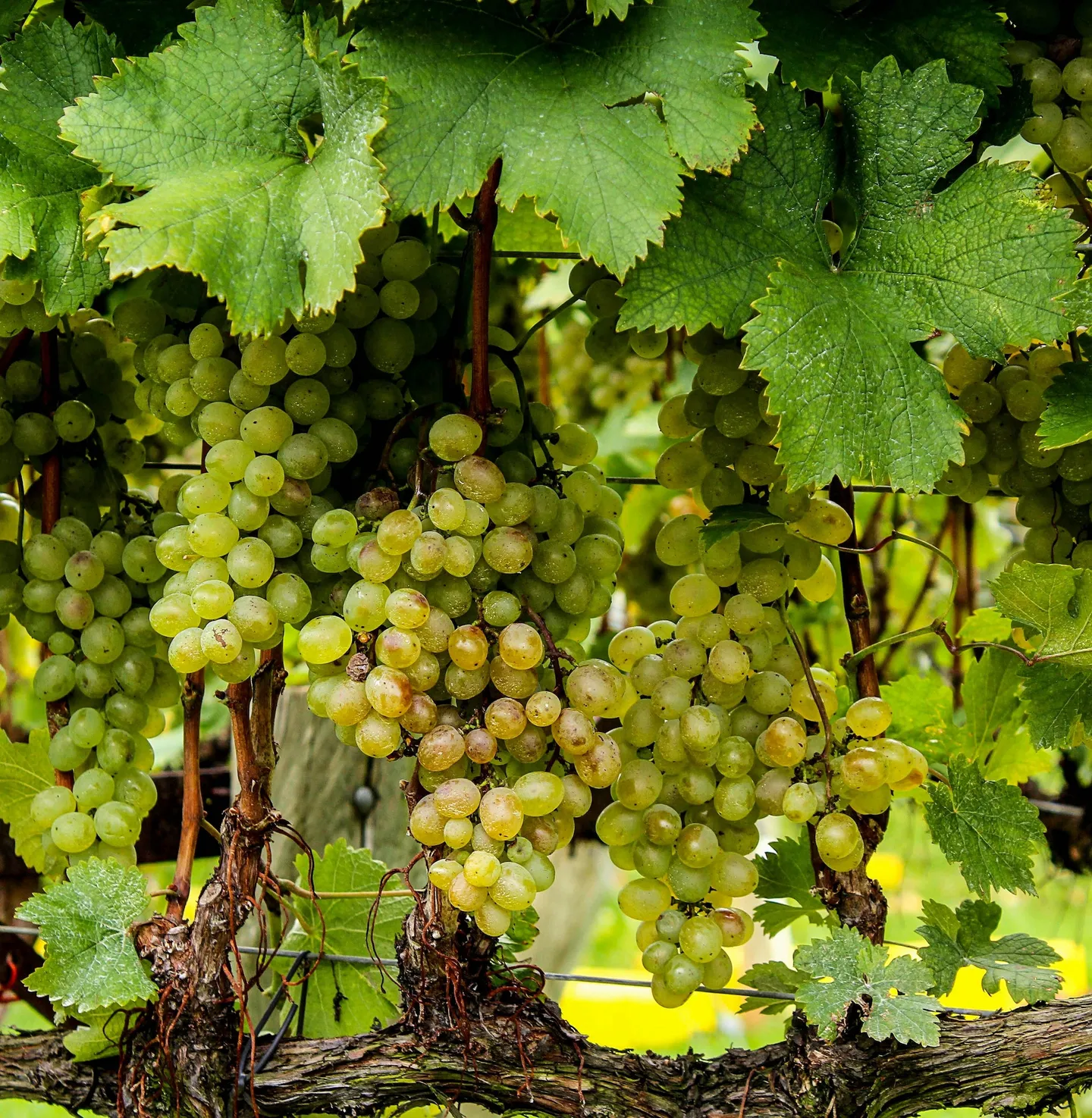 A cluster of grapes – the literal meaning of acini